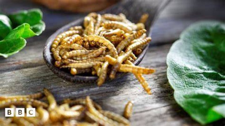 Do inchworms become anything