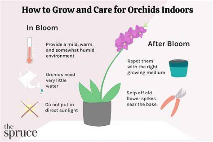 Do indoor orchids grow back