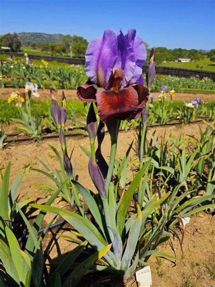 Do iris last as cut flowers