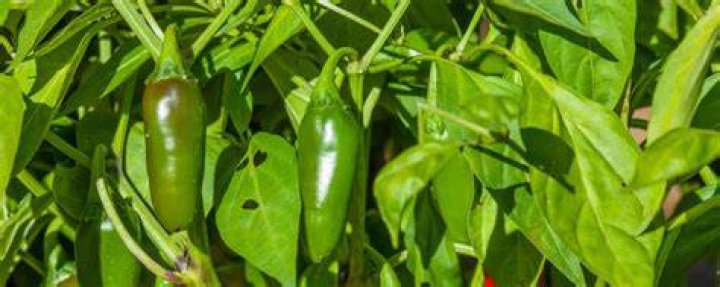Do jalapenos need fertilizer