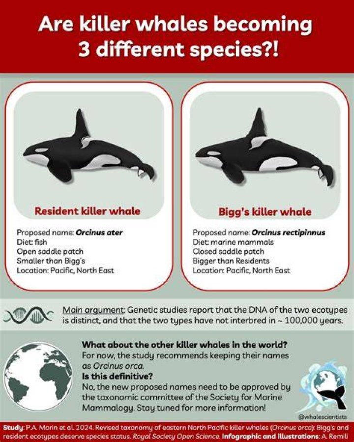 Do killer whales kill whales