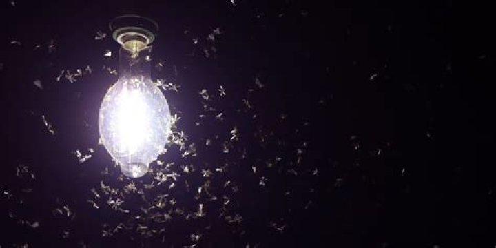 Do LED lights keep bugs away