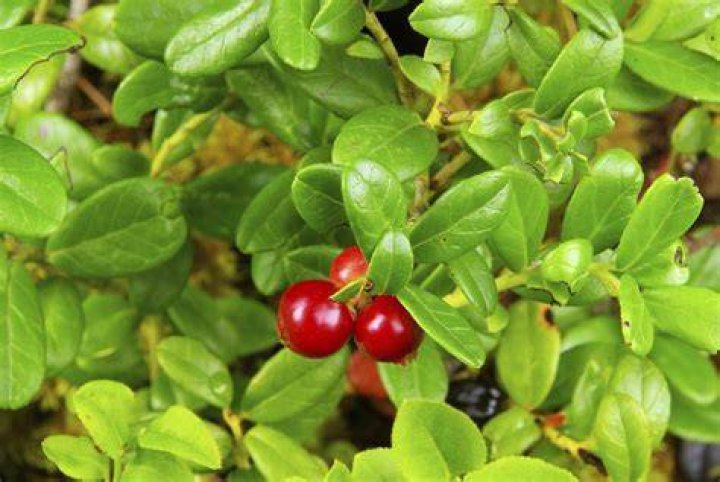Do lingonberry plants spread