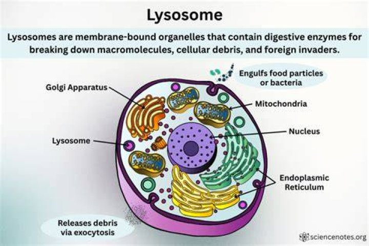 Do lysosomes release enzymes