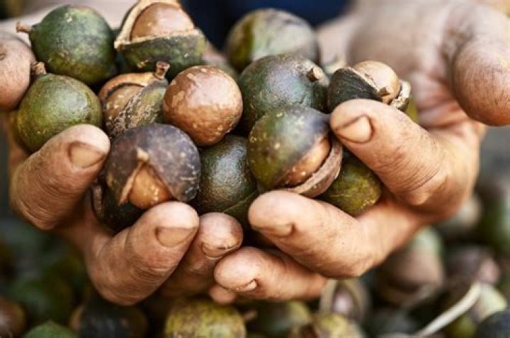 Do Macadamia nuts have omega