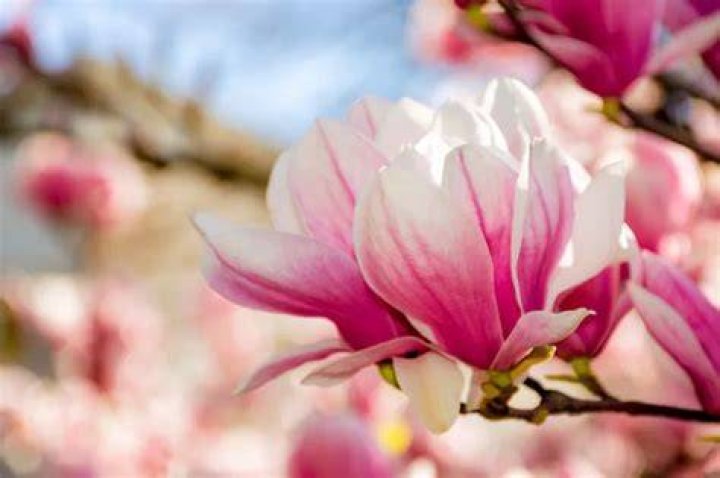 Do Magnolias bloom every year