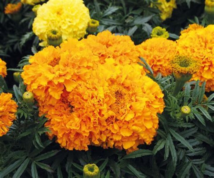 Do marigolds keep flies away