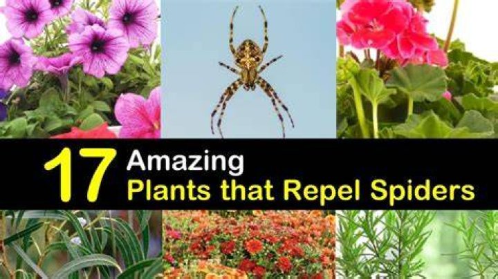 Do mint plants repel spiders