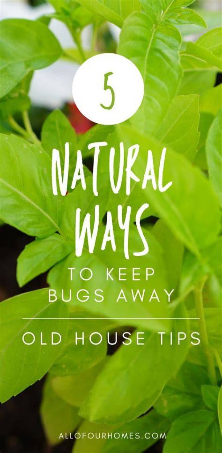 Do neem trees keep bugs away