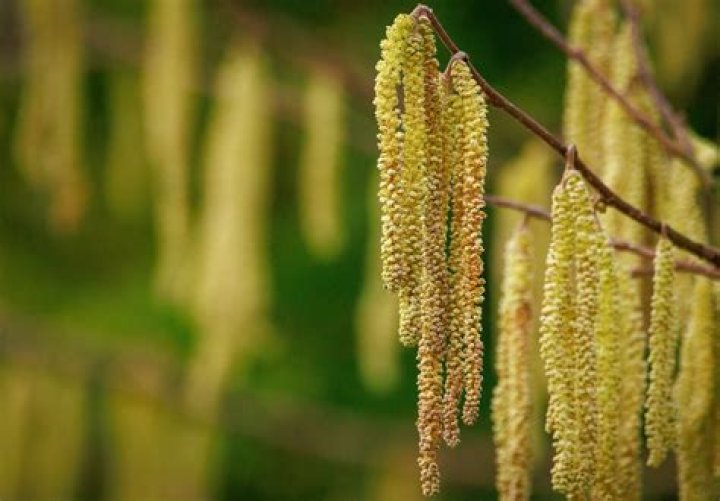 Do oak trees produce catkins