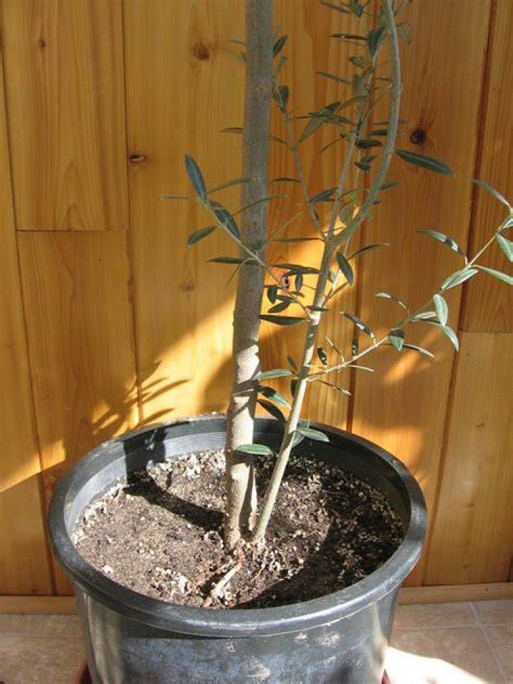 Do olive trees have a scent
