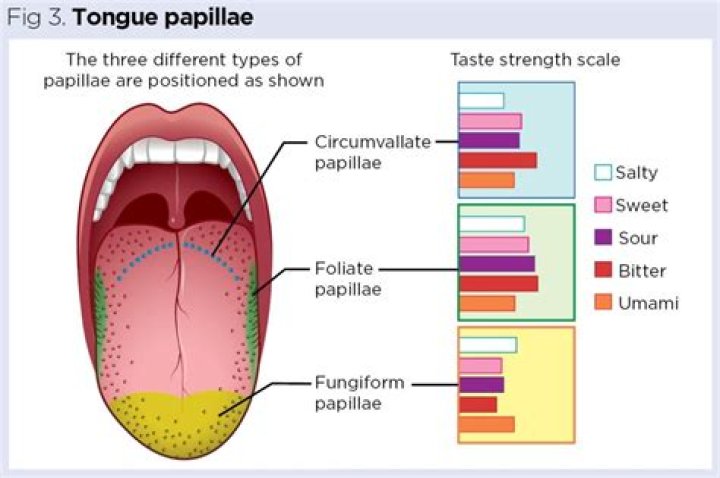 Do papillae have taste buds