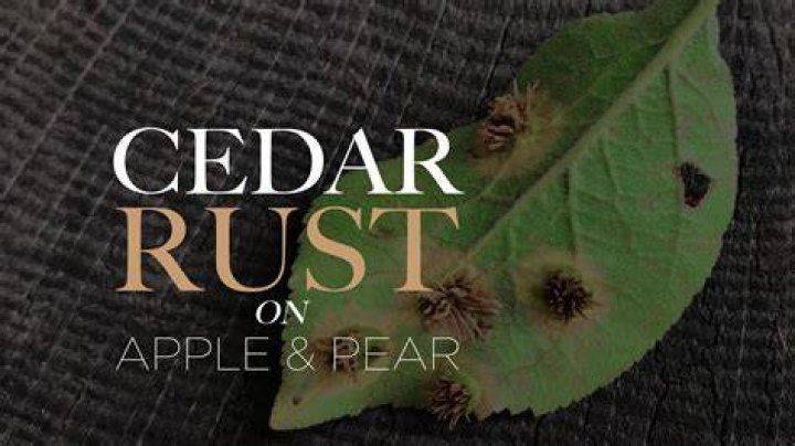 Do pear trees get cedar rust
