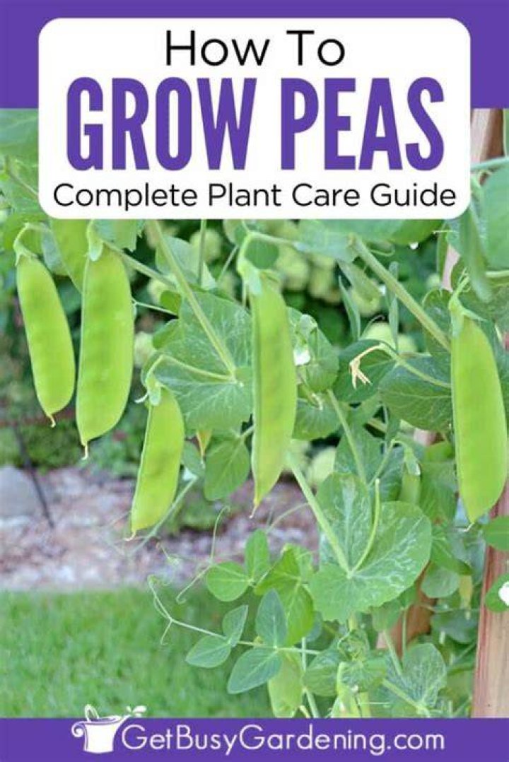 Do peas grow back every year
