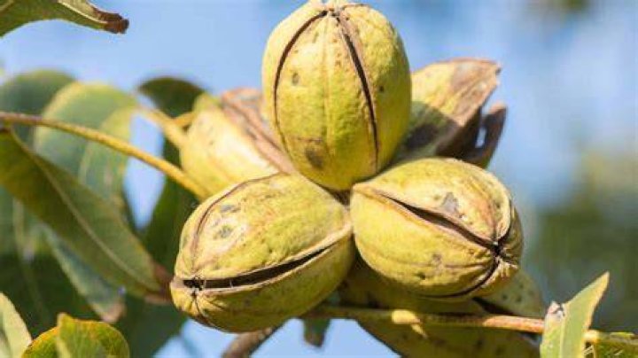 Do Pecan trees need trimming