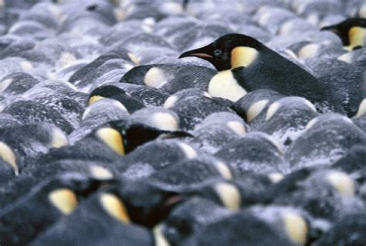 Do penguins need to be cold