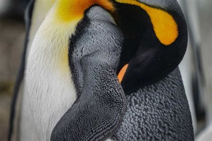 Do penguins sleep underwater