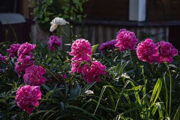 Do peonies like sun or shade