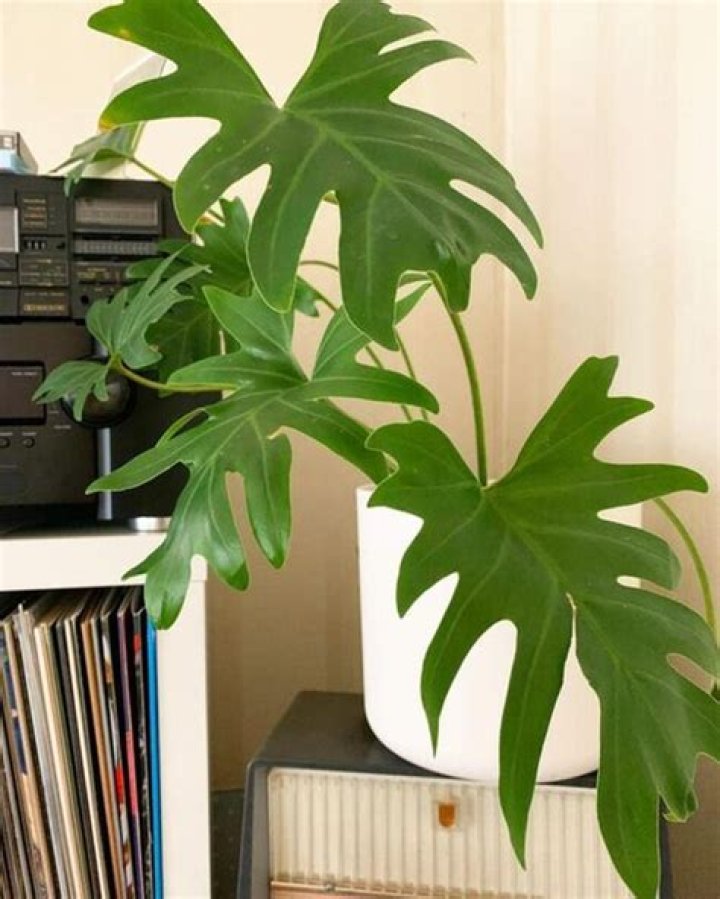 Do Philodendrons clean the air