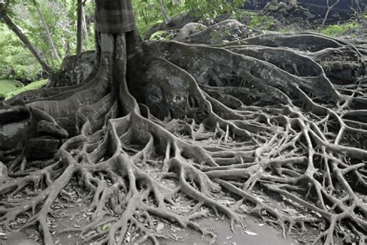 Do Pin oaks have deep roots