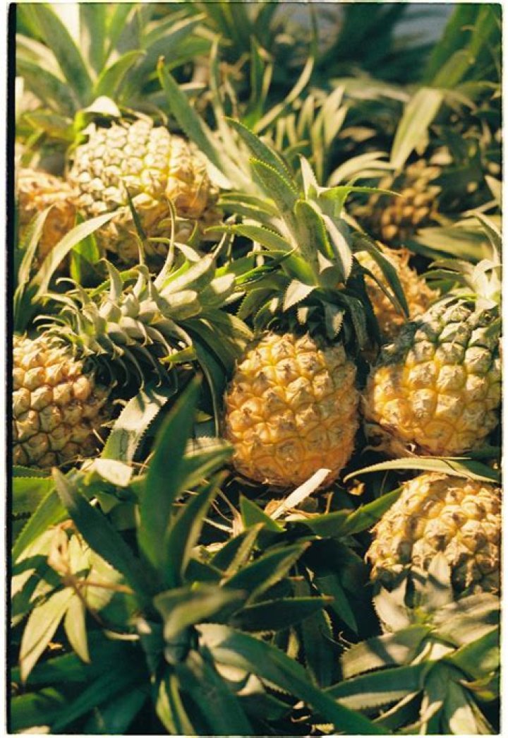 Do pineapples cause bloating