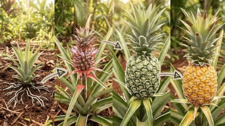 Do pineapples have a flower