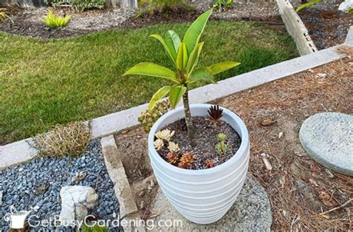 Do plumerias do well in pots