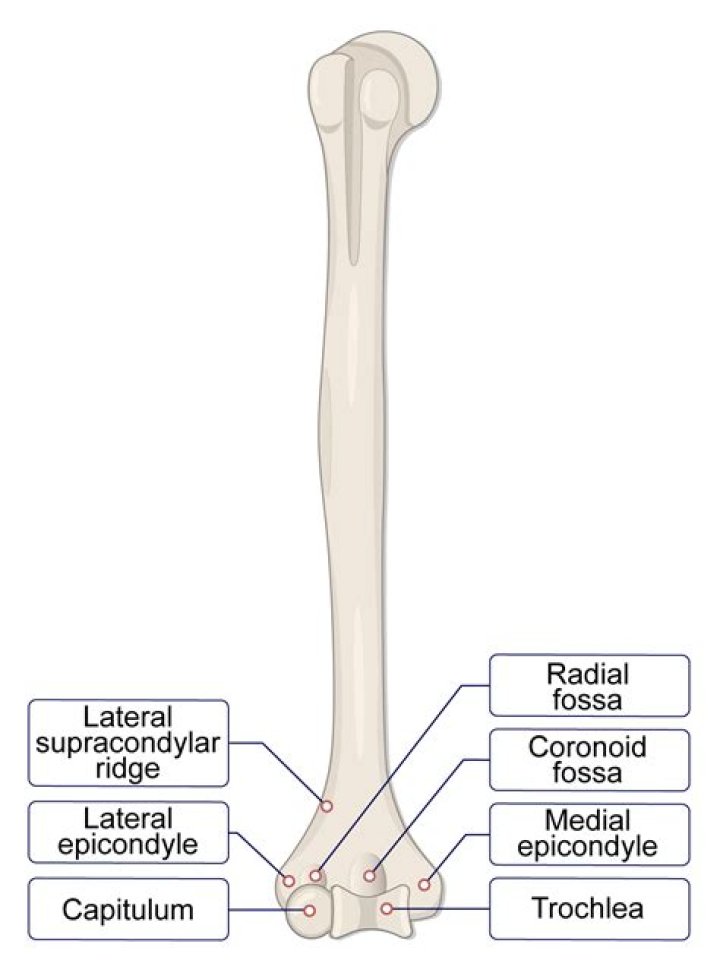Do pork femur bones splinter