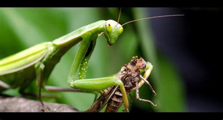 Do praying mantis arms hurt