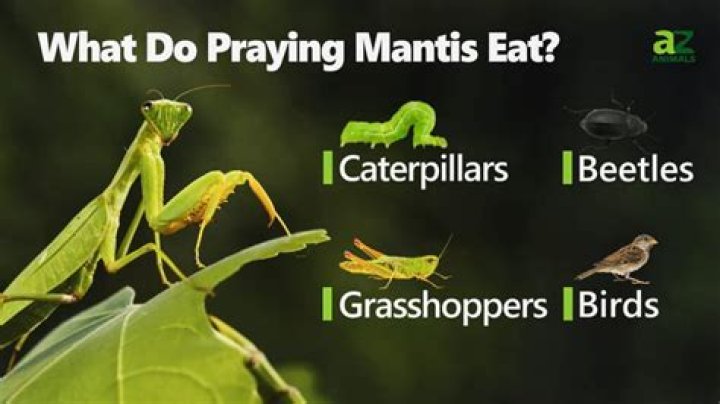 Do praying mantis eat leaves