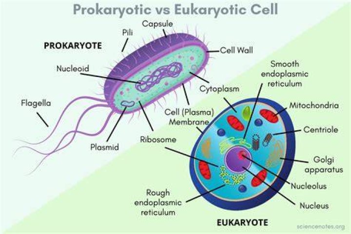 Do prokaryotes have extracellular matrix