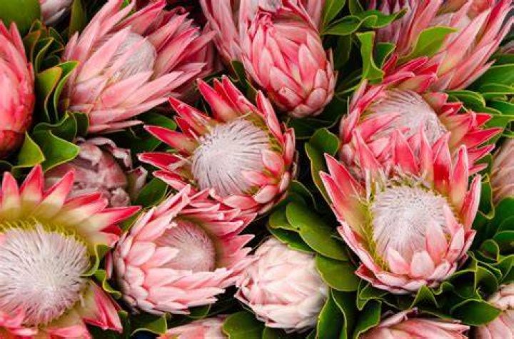 Do Proteas grow in Australia
