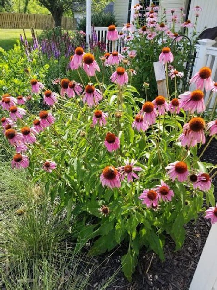 Do purple coneflowers spread