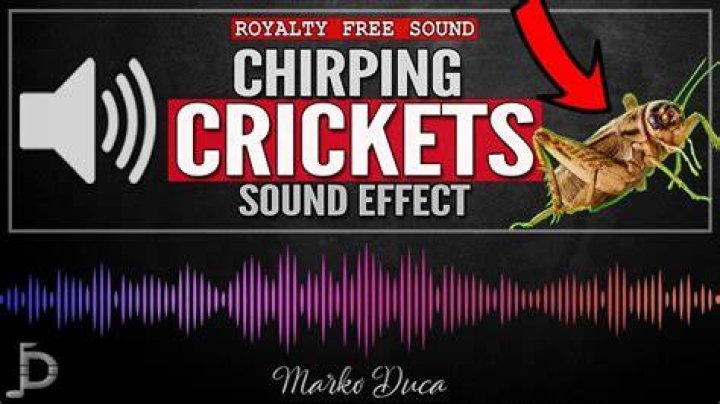 Do rats make chirping sounds