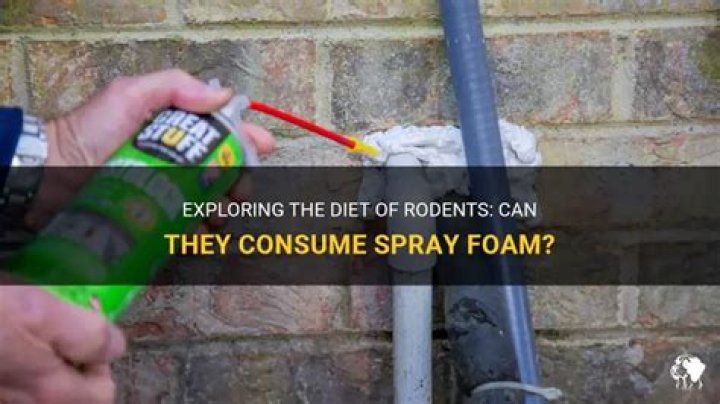 Do rodents eat spray foam