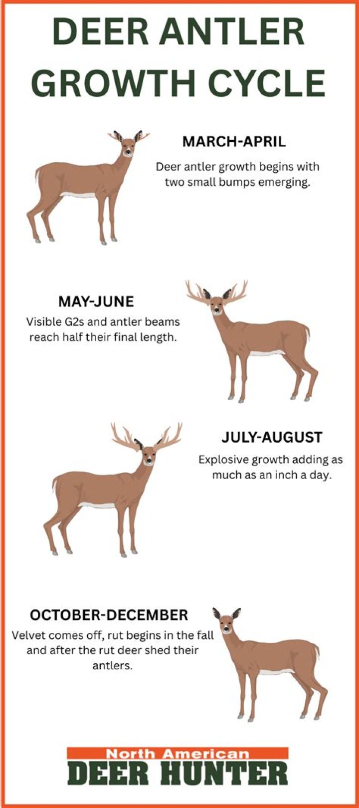 Do roe deer antlers fall off