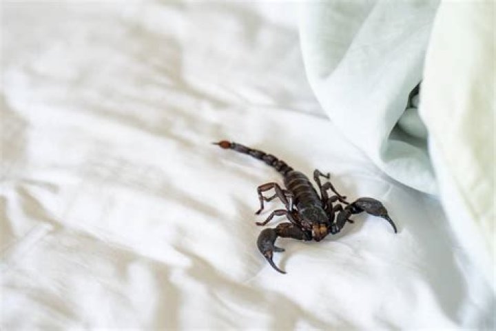 Do scorpions climb into beds