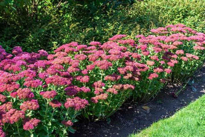 Do sedums like sun or shade