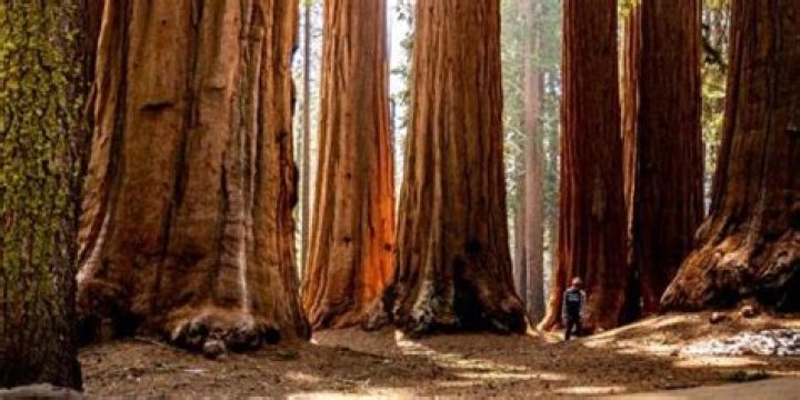 Do sequoia trees have seeds