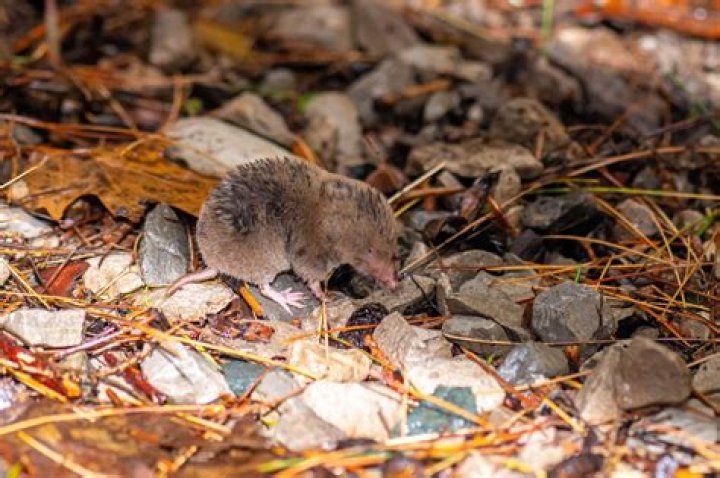 Do Shrews burrow underground
