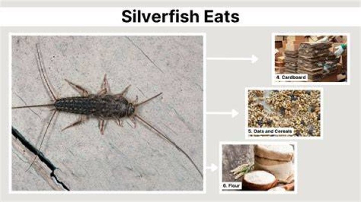 Do silverfish eat other bugs