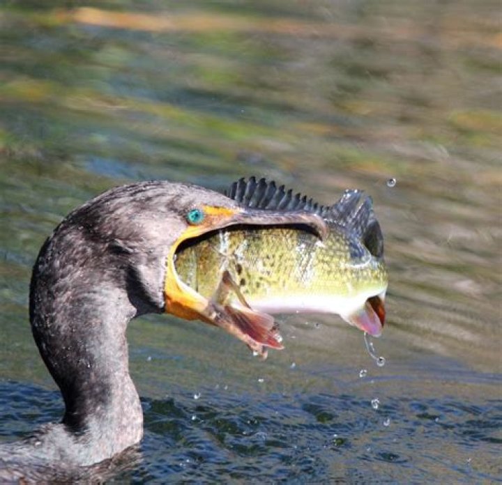 Do small birds eat fish