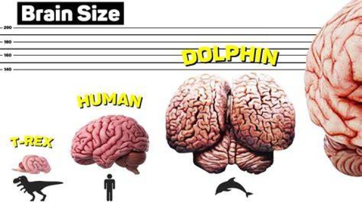 Do snakes have a large brain