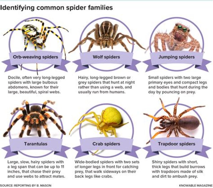 Do spiders live in the attic