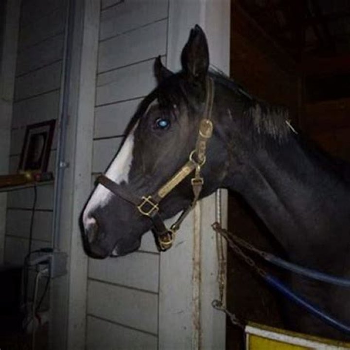 Do splints on horses go away
