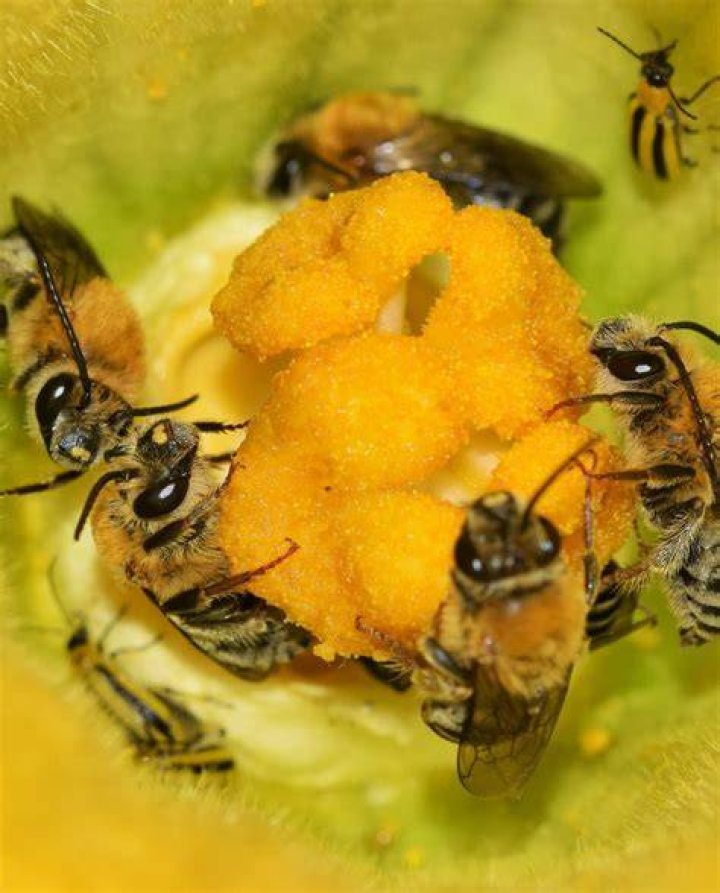 Do squash bees produce honey