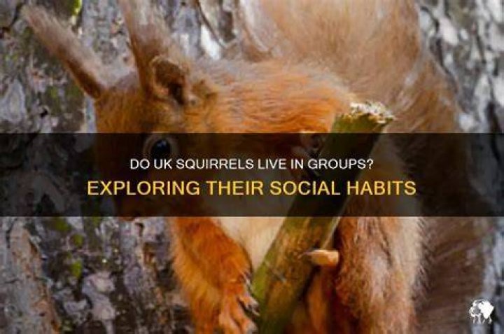 Do squirrels live in groups