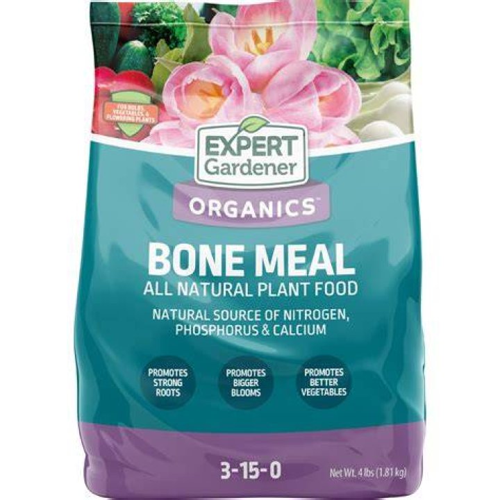 Do succulents need bone meal
