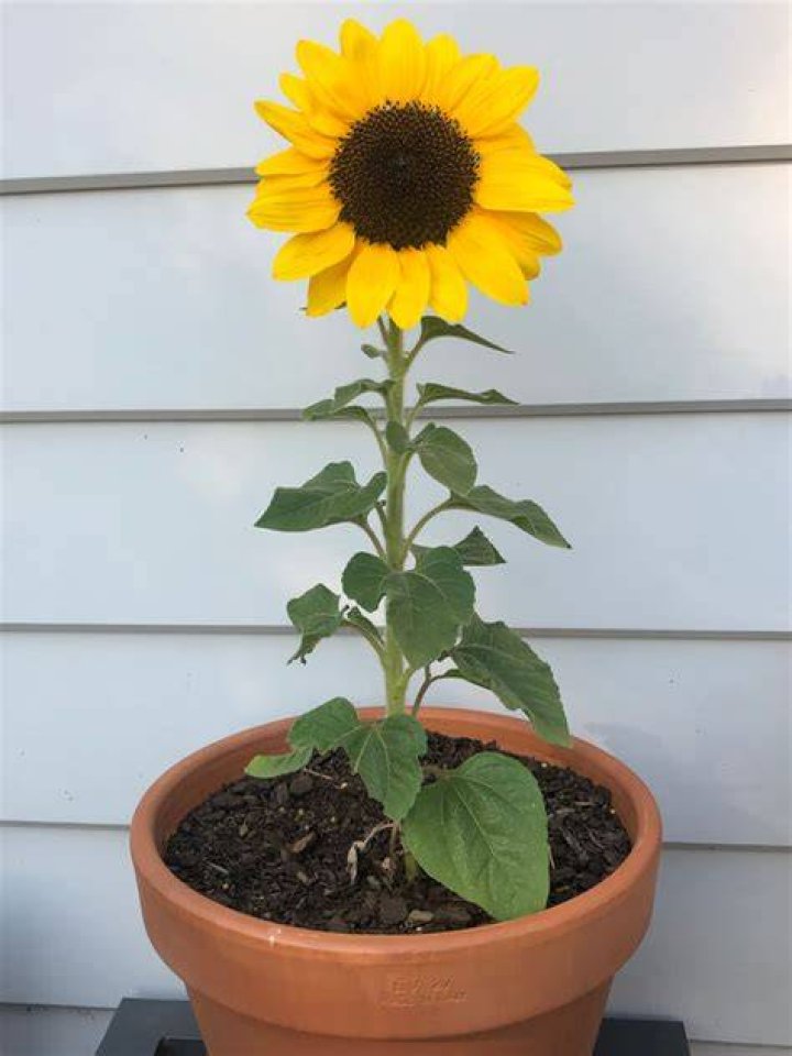 Do sunflowers need deep pots