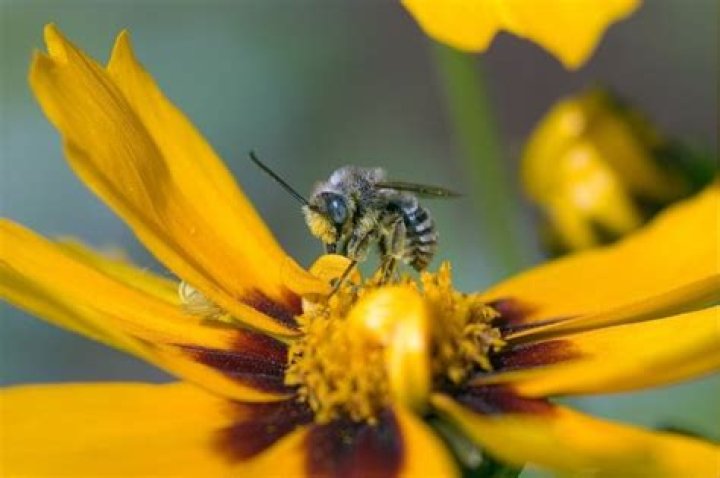 Do sweat bees have a purpose